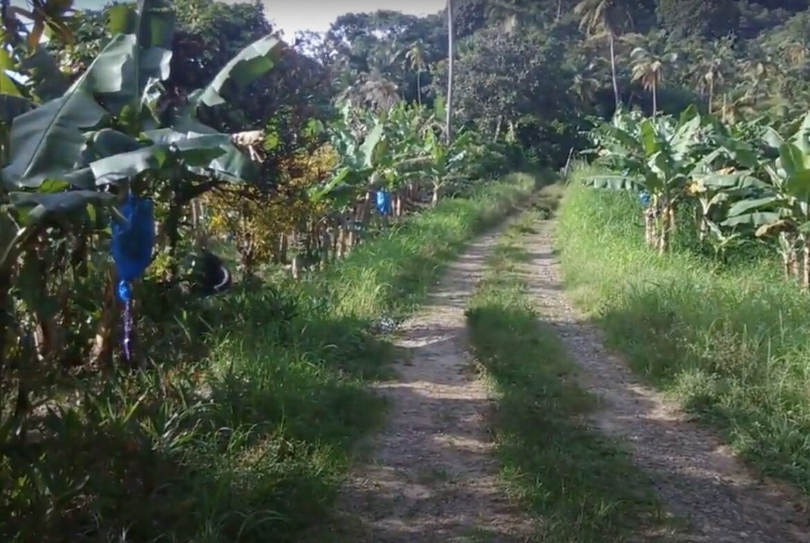 farm / agriculture land for sale in St Lucia Micoud
