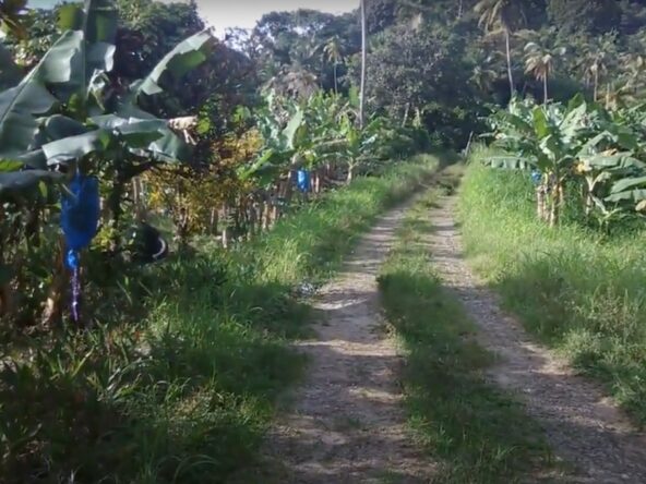 farm / agriculture land for sale in St Lucia Micoud