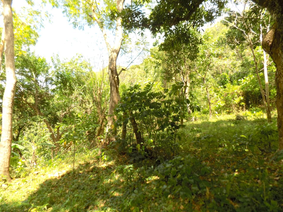 st lucia real Estate soufriere trees
