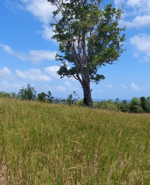 Land For Sale In Vieux Fort St Lucia Caribbean tree